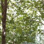 cropped-IMG_1181-e1376698348264-1.jpg