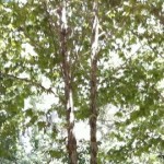 cropped-IMG_1181-e1376698348264.jpg
