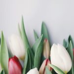 arrangement-bloom-blooming-blossom-350349