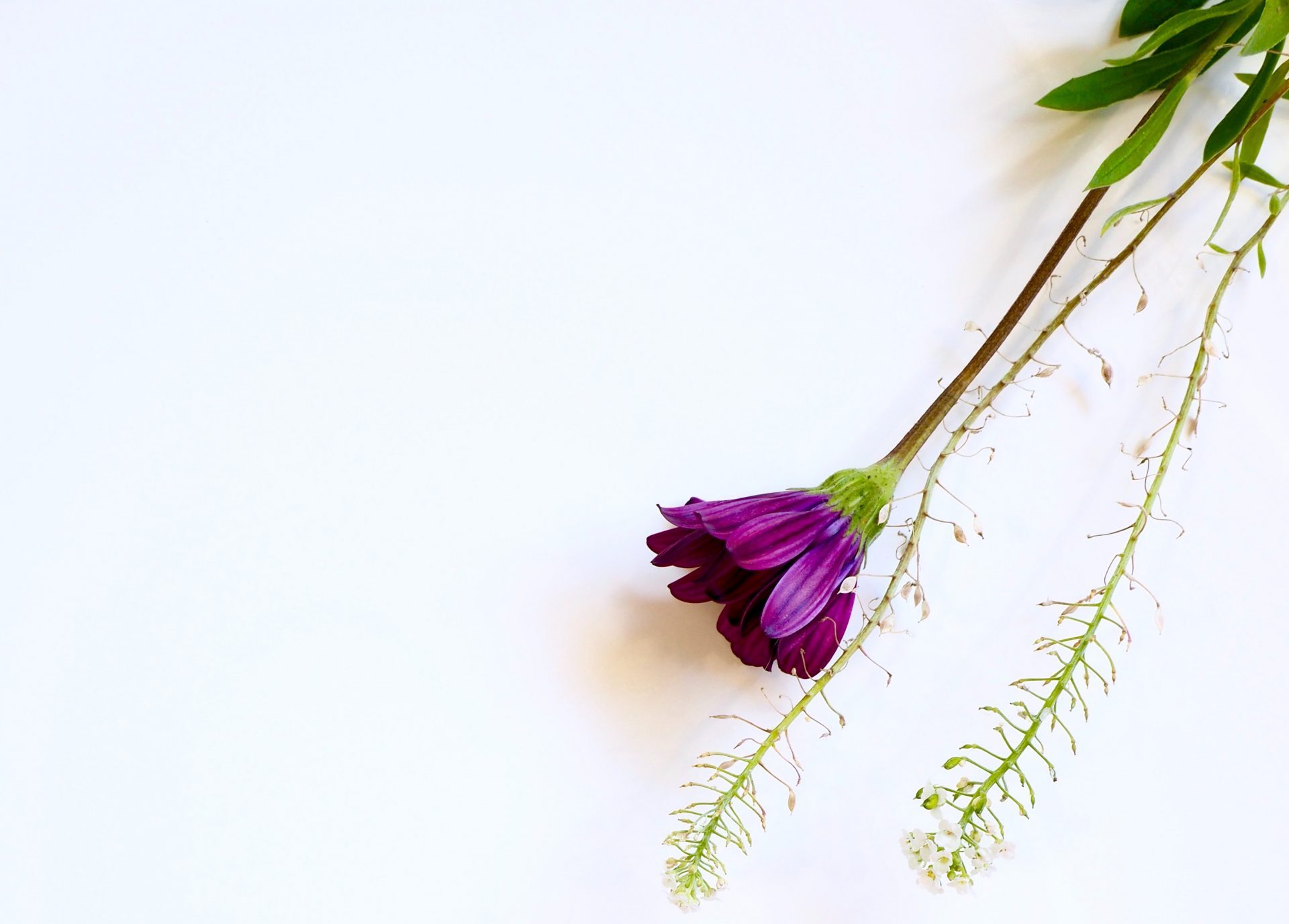 photo-of-purple-flower-1172849